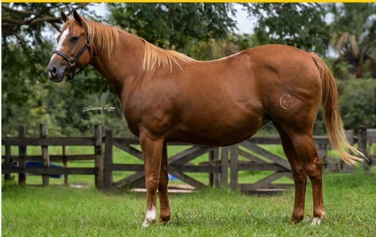 O Cavalo Quarto de Milha de Corrida: velocidade que emociona — Haras Romanini