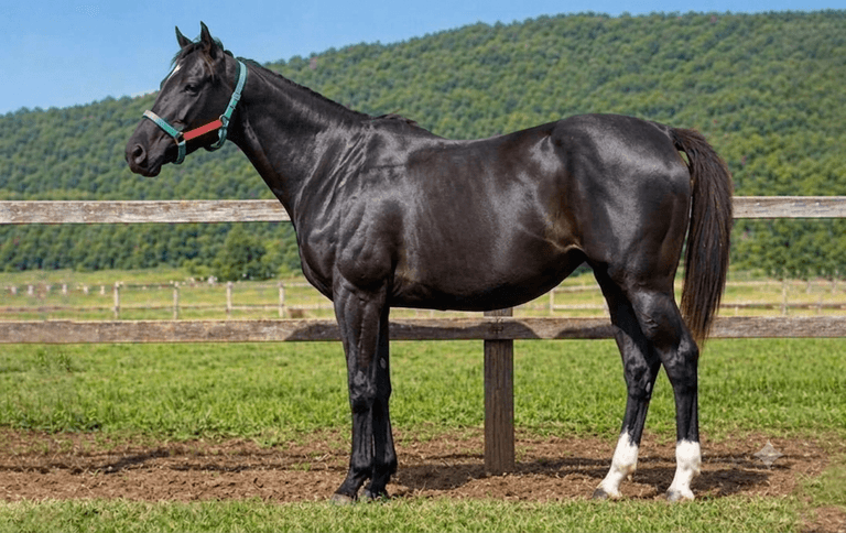 Matrizes: a base de todo grande criatório — Haras Romanini