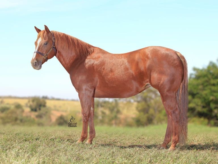 Bem-vindo às notícias do Haras Romanini — Haras Romanini