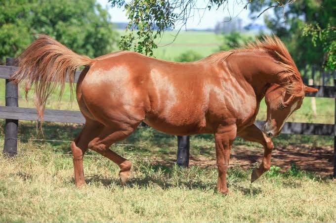 PROIBIDA DESIGNER — Matriz Quarto de Milha do Haras Romanini