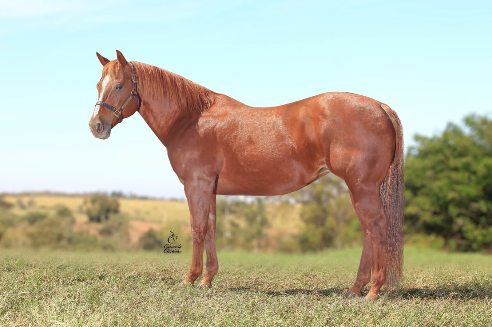 Haras Romanini
