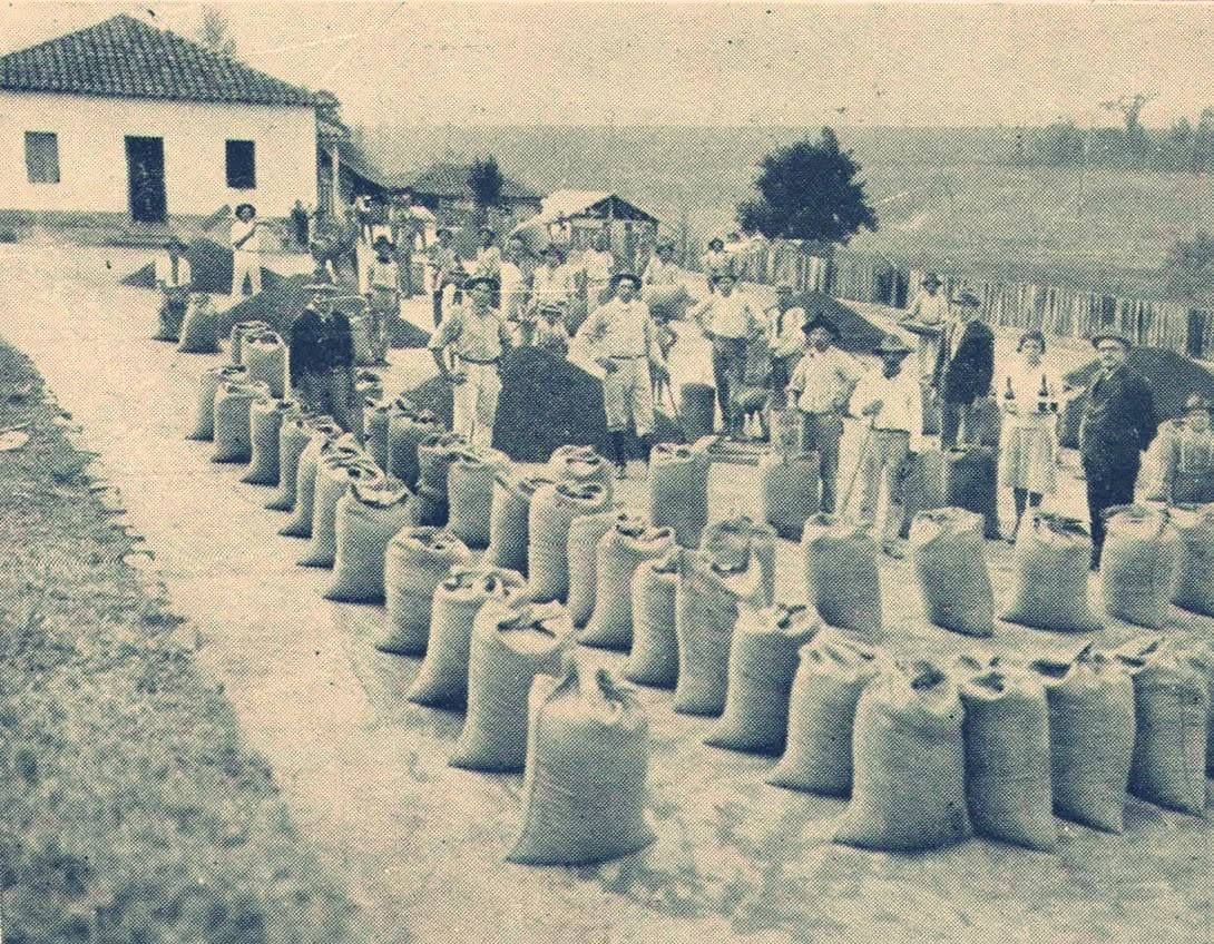 Giácomo Romanini e a colheita de café na Fazenda Romanini, Itápolis/SP